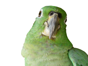 parrot